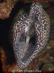 Hail! The toothless one! Huge Spotted Moray protecting hi... by Fatt Chuen Foo 
